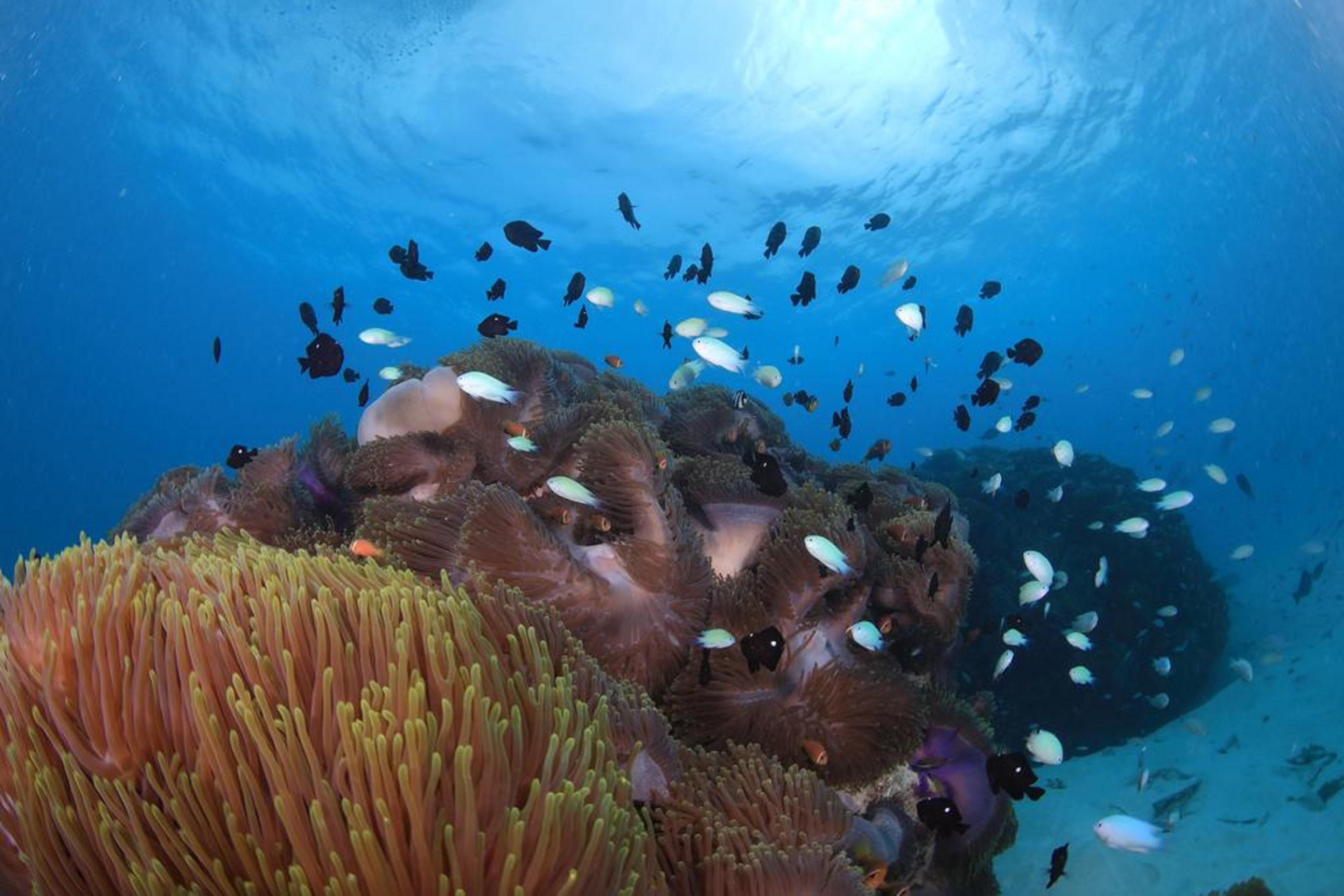 فندق هارد روك مالديفز Emboodhoo Lagoon المظهر الخارجي الصورة Coral reef