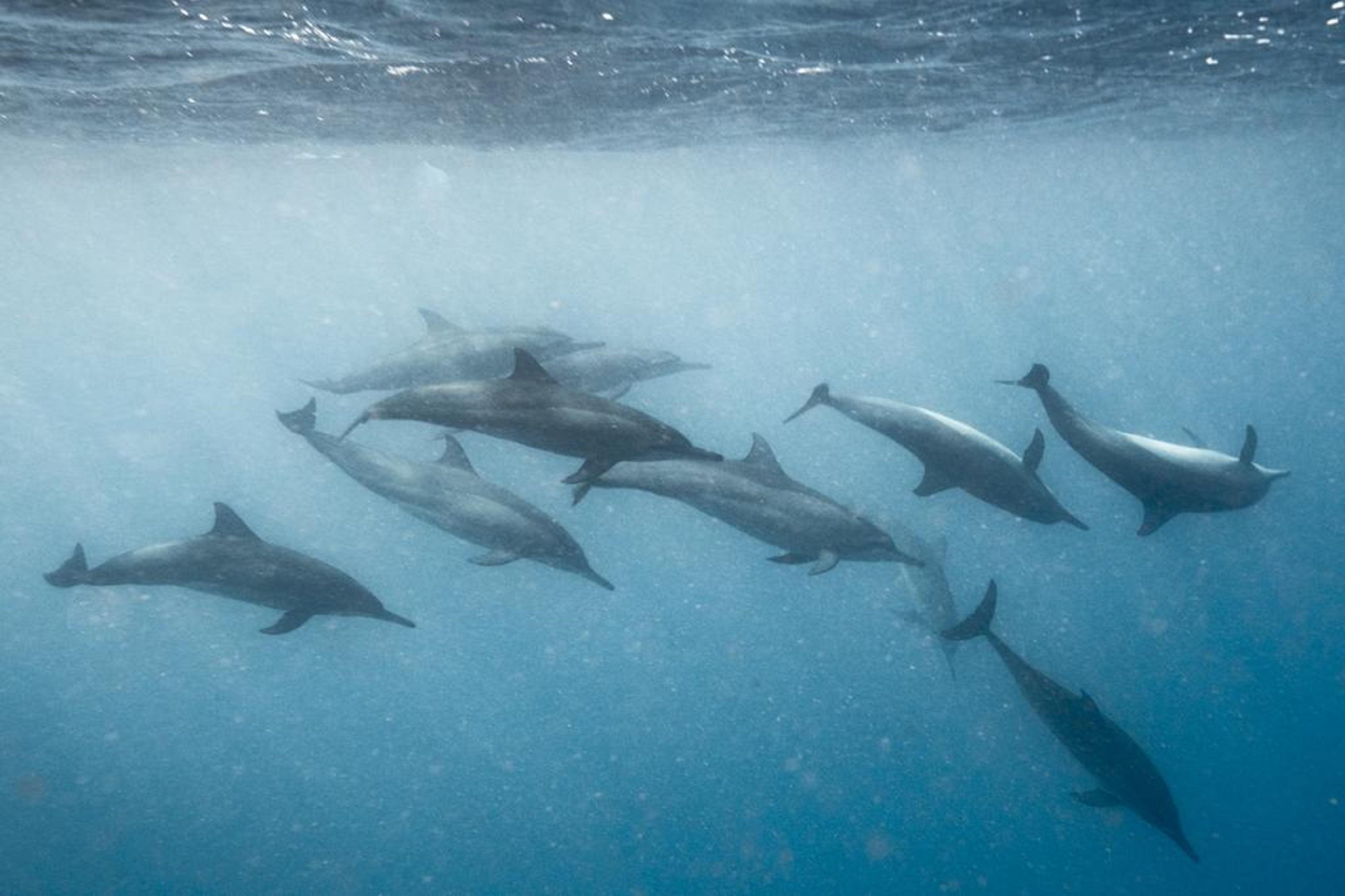 فندق هارد روك مالديفز Emboodhoo Lagoon المظهر الخارجي الصورة Spinner dolphins